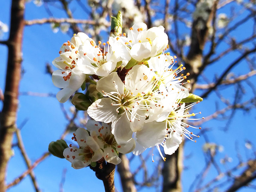 Blossom in Spring