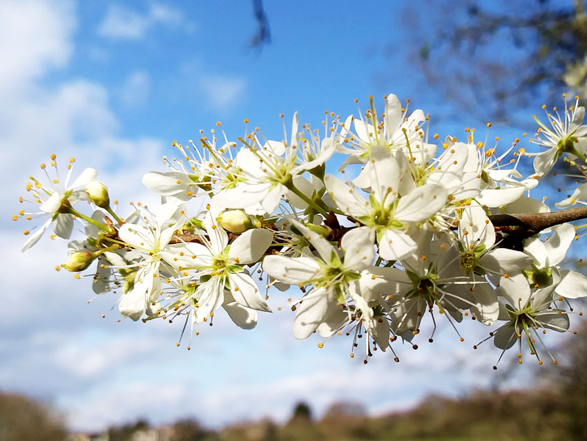 Blossom in Spring