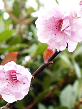 Blossom in Spring Blossom in Spring
