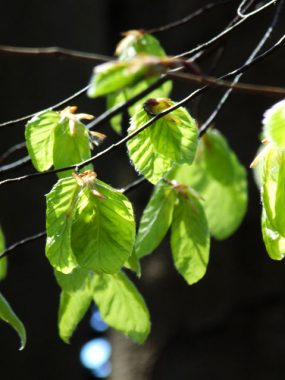 Blossom in Spring