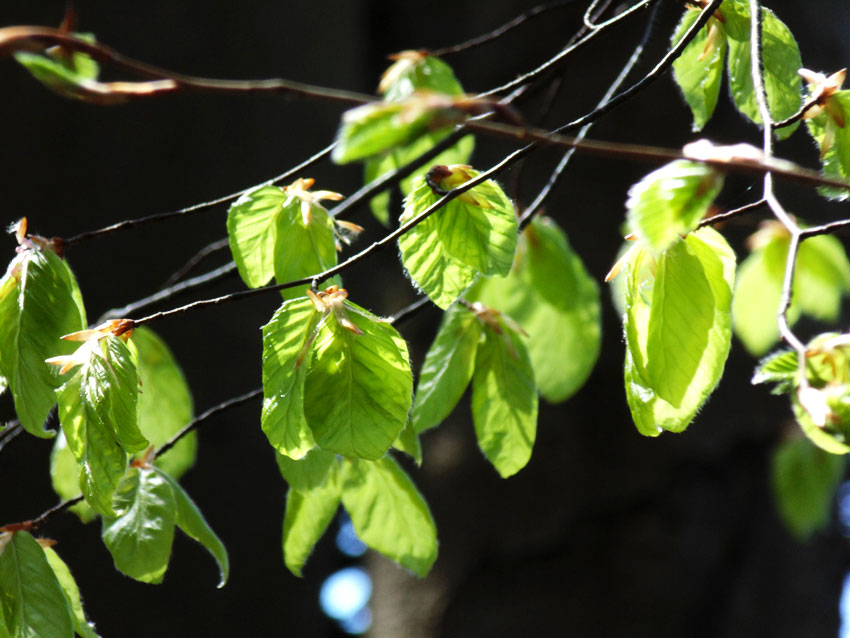 Blossom in Spring