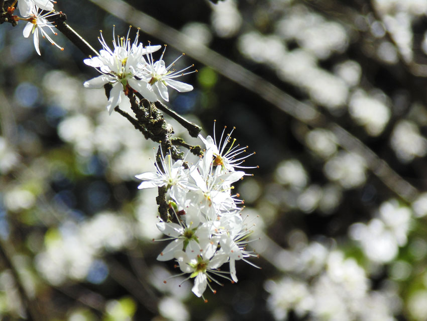 Blossom in Spring