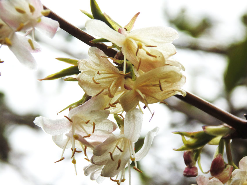 Blossom in Spring