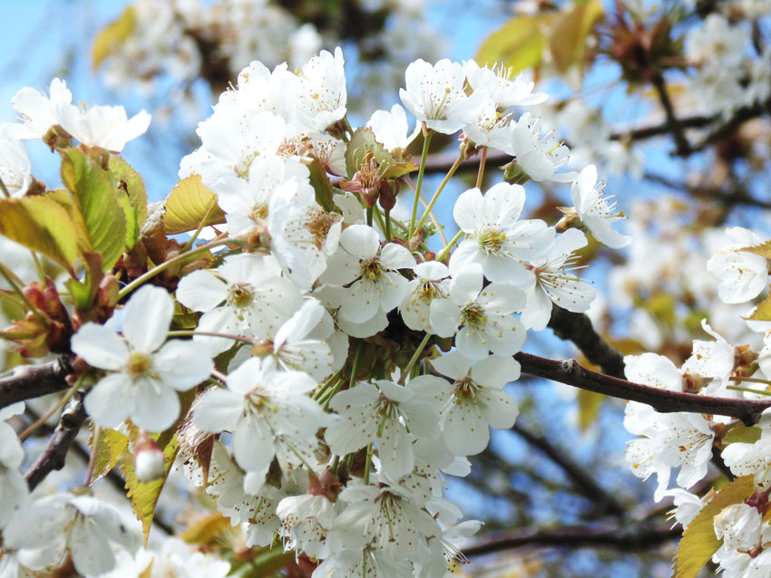 Blossom in Spring