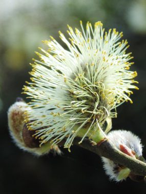 Blossom in Spring