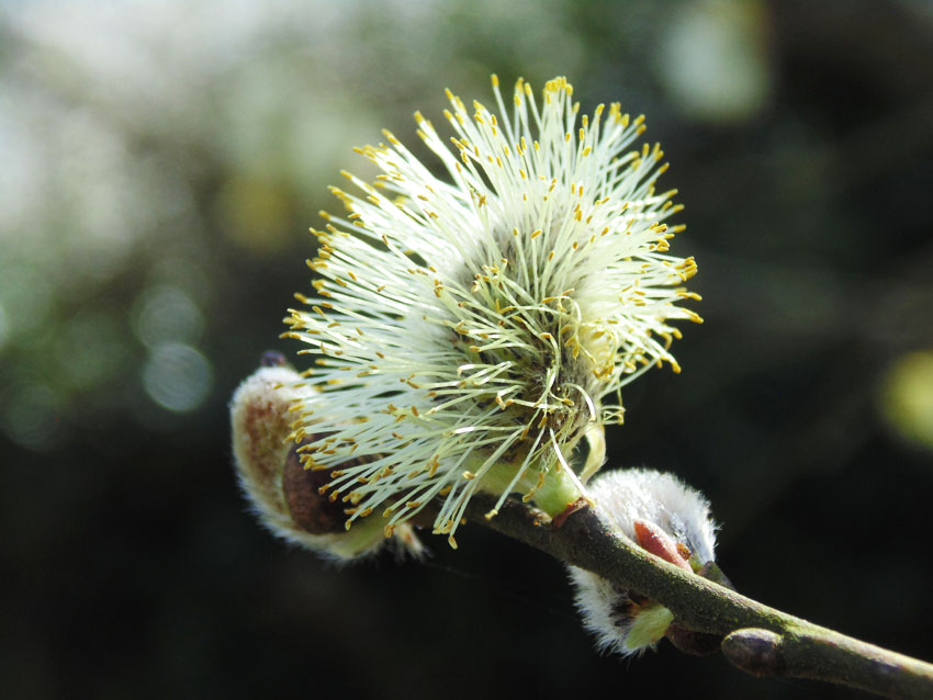 Blossom in Spring