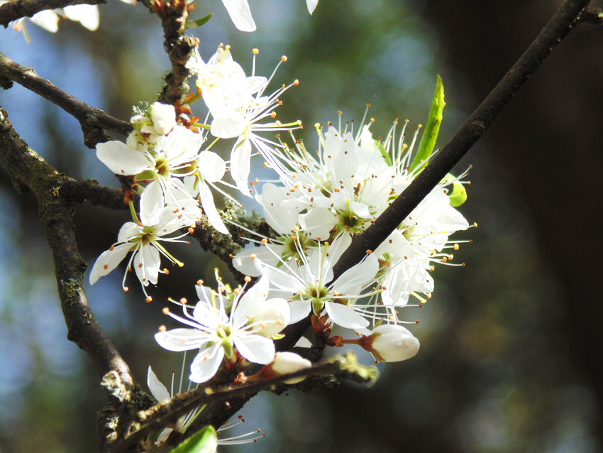 Blossom in Spring