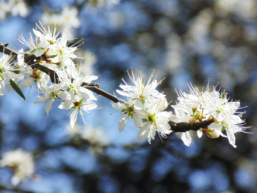 Blossom in Spring