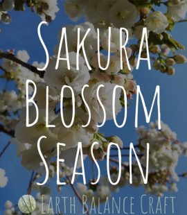 Sakura Blossom Season