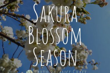 Sakura Blossom Season