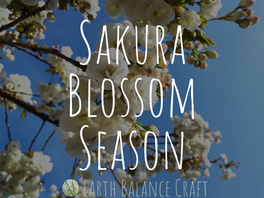 Sakura Blossom Season