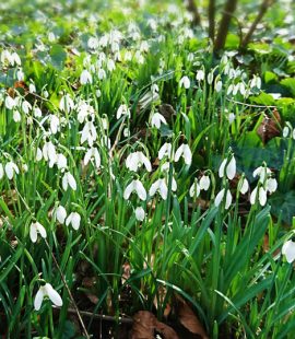 Snow Drops