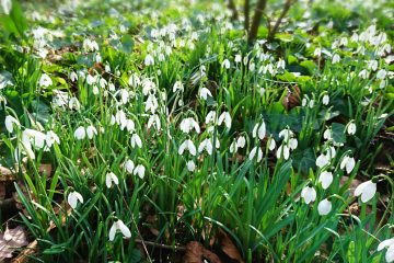 Snow Drops