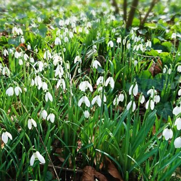 Snow Drops