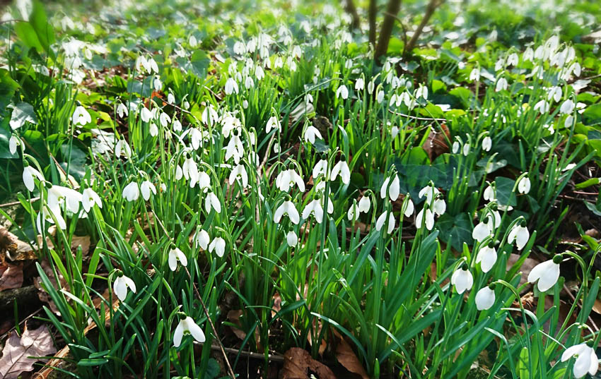 Snow Drops