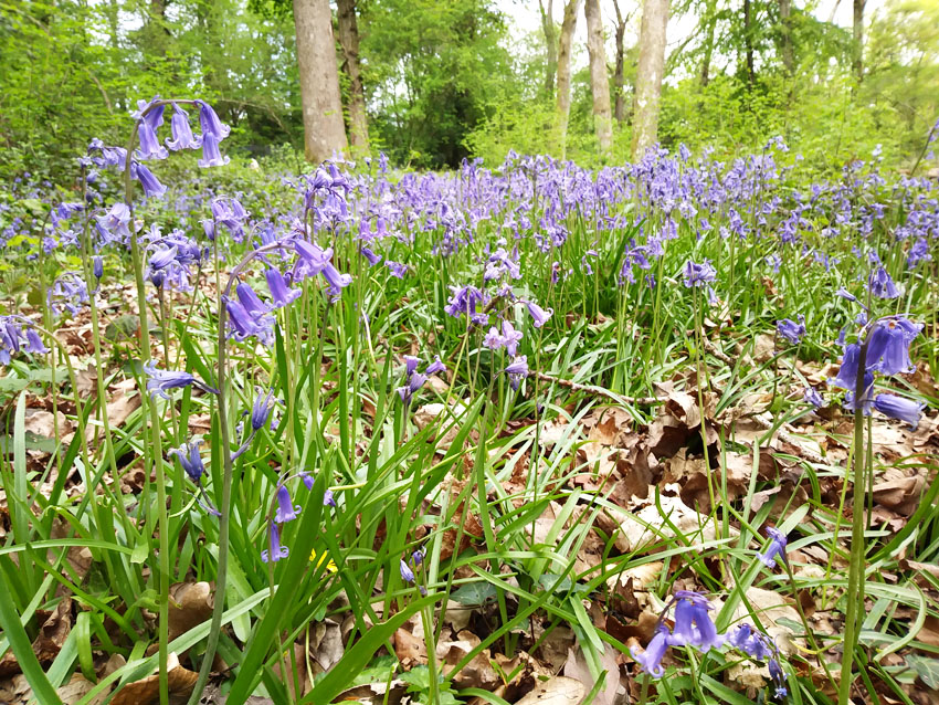 Spring Woodland