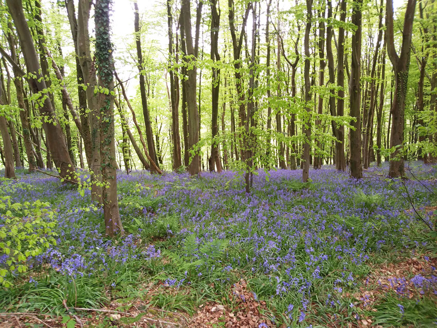 Spring Woodland