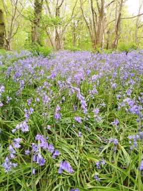 Spring Woodland