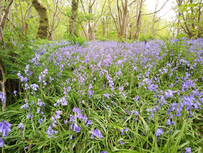 Spring Woodland