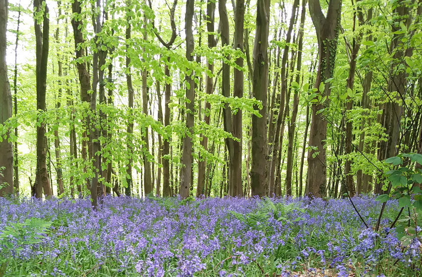 Spring Woodland