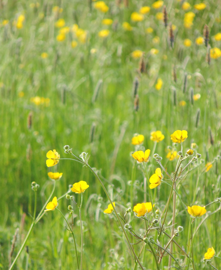 Buttercups