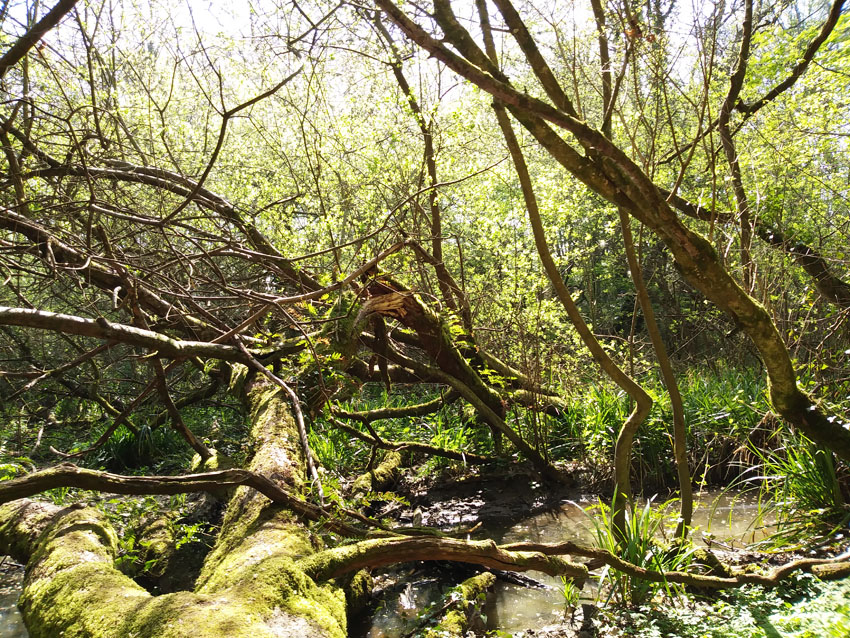 Spring Woodland