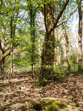 Spring Woodland