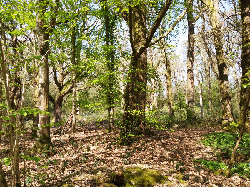 Spring Woodland Spring Woodland