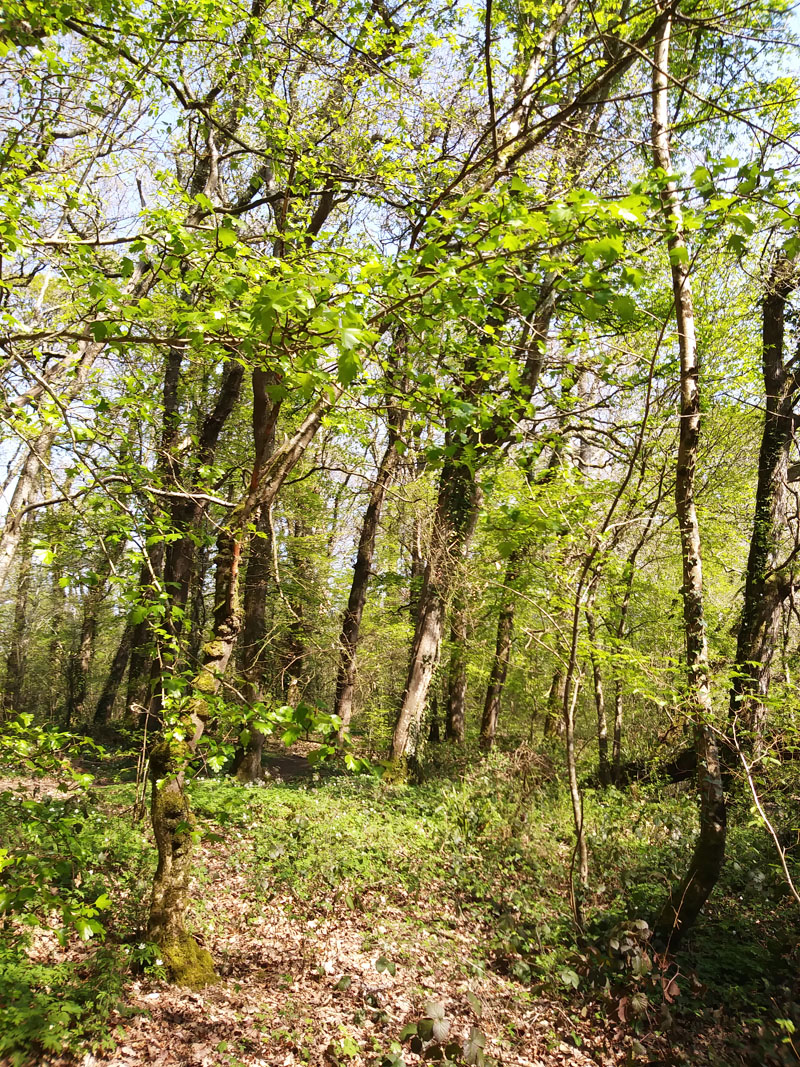 Spring Woodland