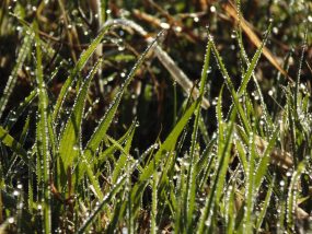 Dewdrop Grass