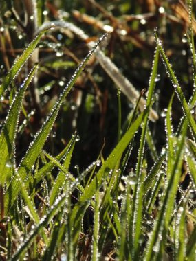Dewdrop Grass