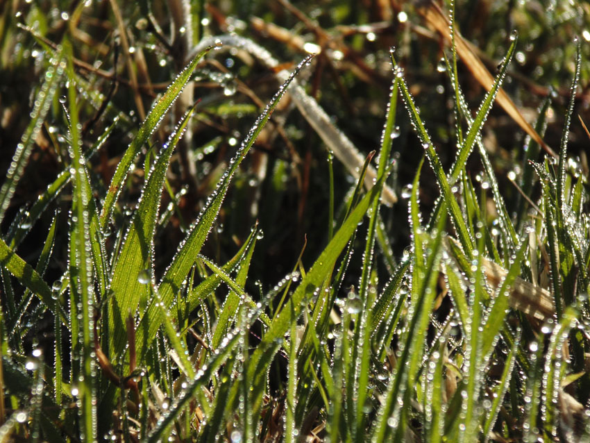 Dewdrop Grass