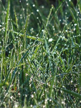 Dewdrops Grass