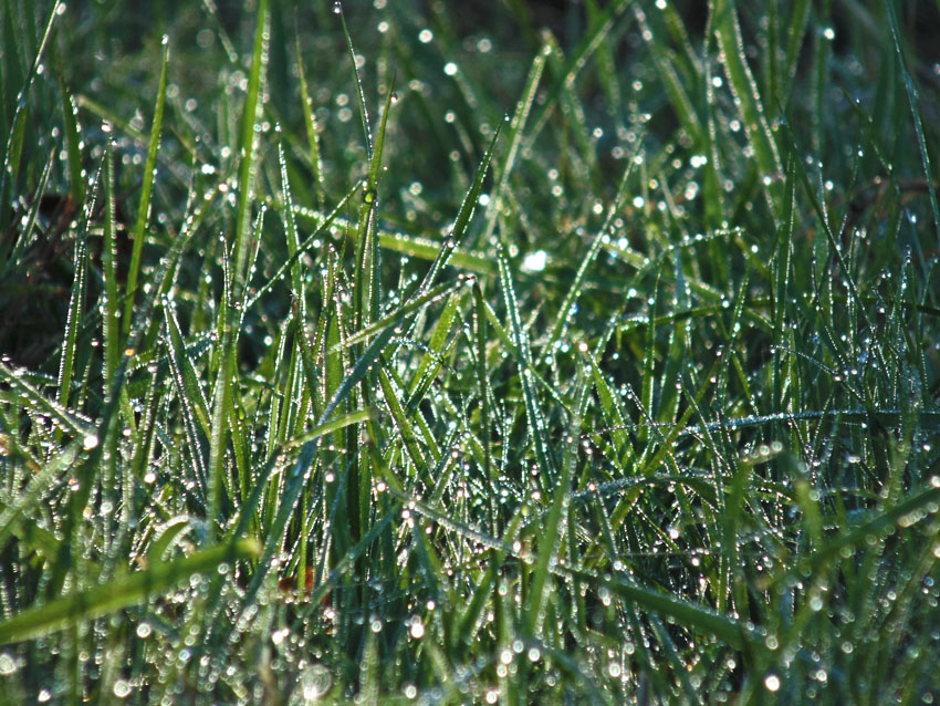 Dewdrops Grass