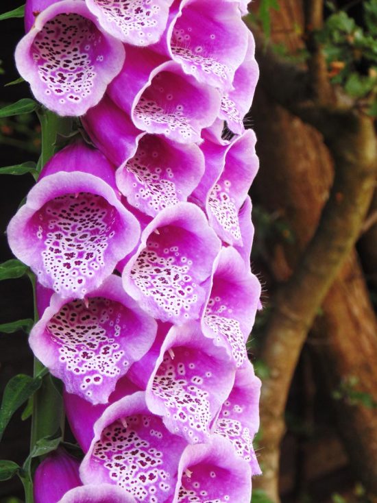 Foxglove Flowers