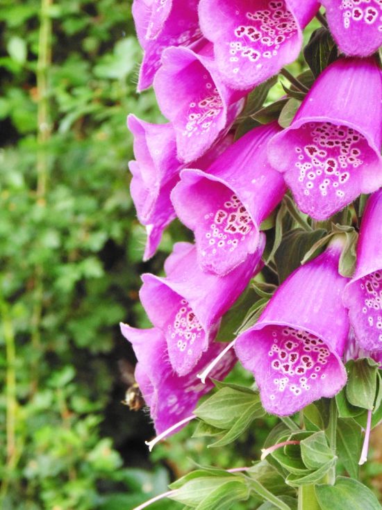 Foxglove Flowers